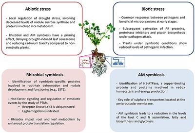 A Proteomic View on the Role of Legume Symbiotic Interactions